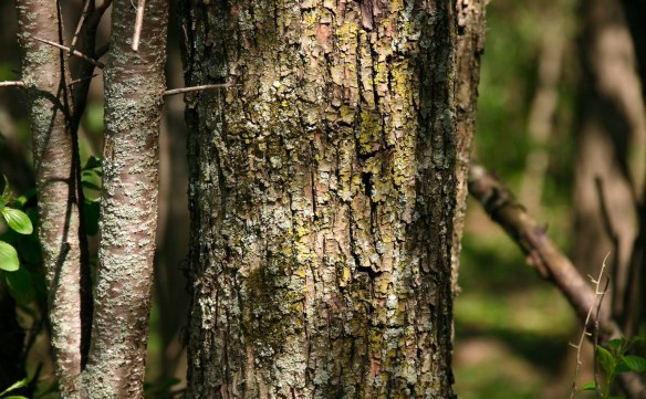 The bark of buckthorn changes with age. Photo © Leslie J. Mehrhoff.