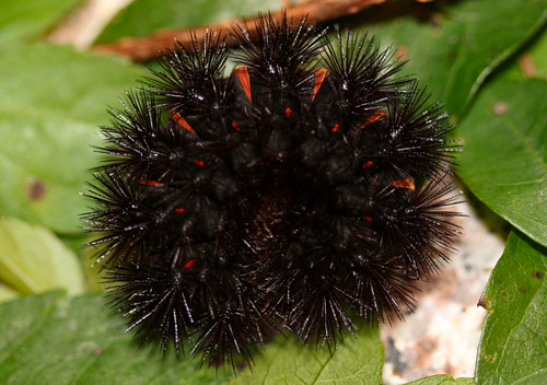 In its defensive posture, a giant leopard moth caterpillar displays its stiff setae and red inter-segments. Photo © Donald W. Hall.