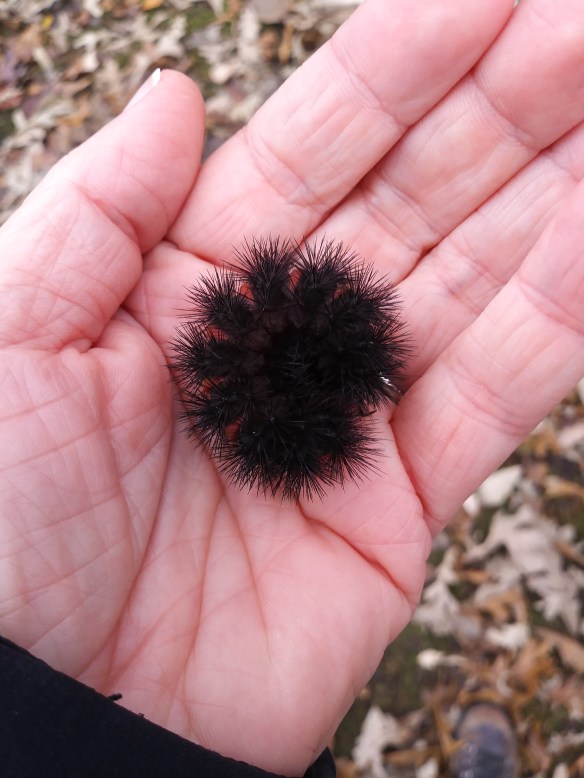 The author holds a giant leopard moth caterpillar (Hypercompe scribonia) in her hand. Photo © Lake County Forest Preserves.