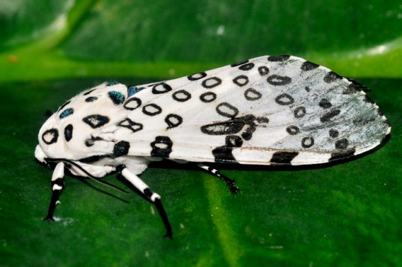 An adult giant leopard moth. Photo © Christopher J. Williams.