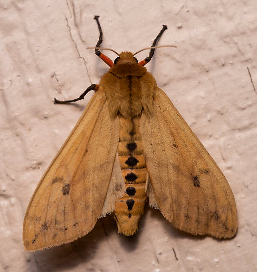 The familiar orange-and-black woolly bear caterpillar emerges in spring as an adult isabella tiger moth. Photo © Patrick Randall.