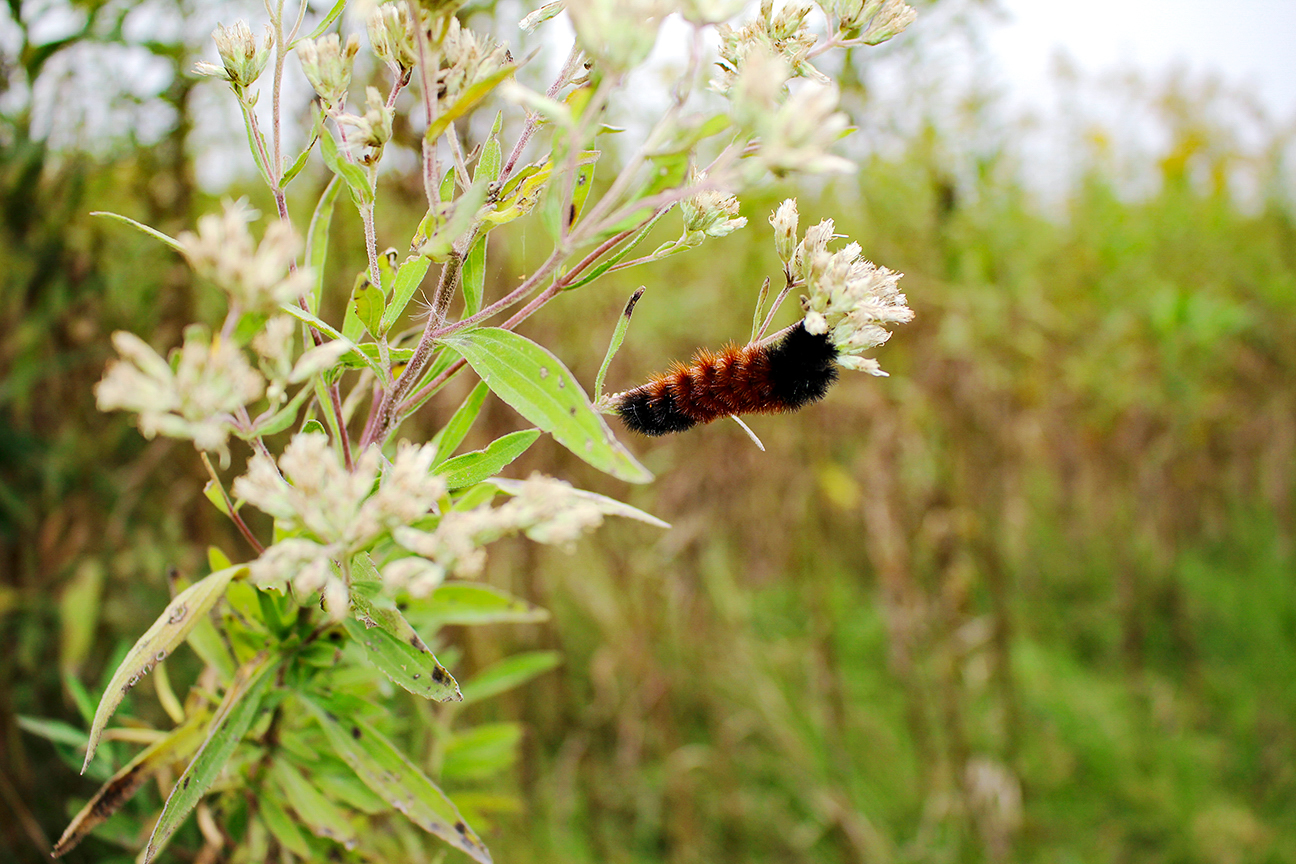 A woolly bear caterpillar (Pyrrharctia isabella) found along the Des Plaines River Trail. Photo © Lake County Forest Preserves.