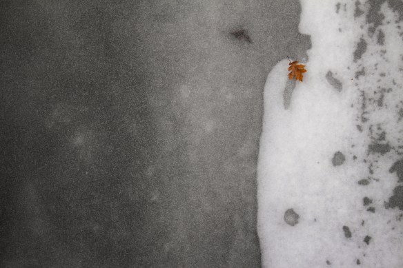 An oak leaf rests on the frozen surface of Indian Creek. Photo © Lake County Forest Preserves.