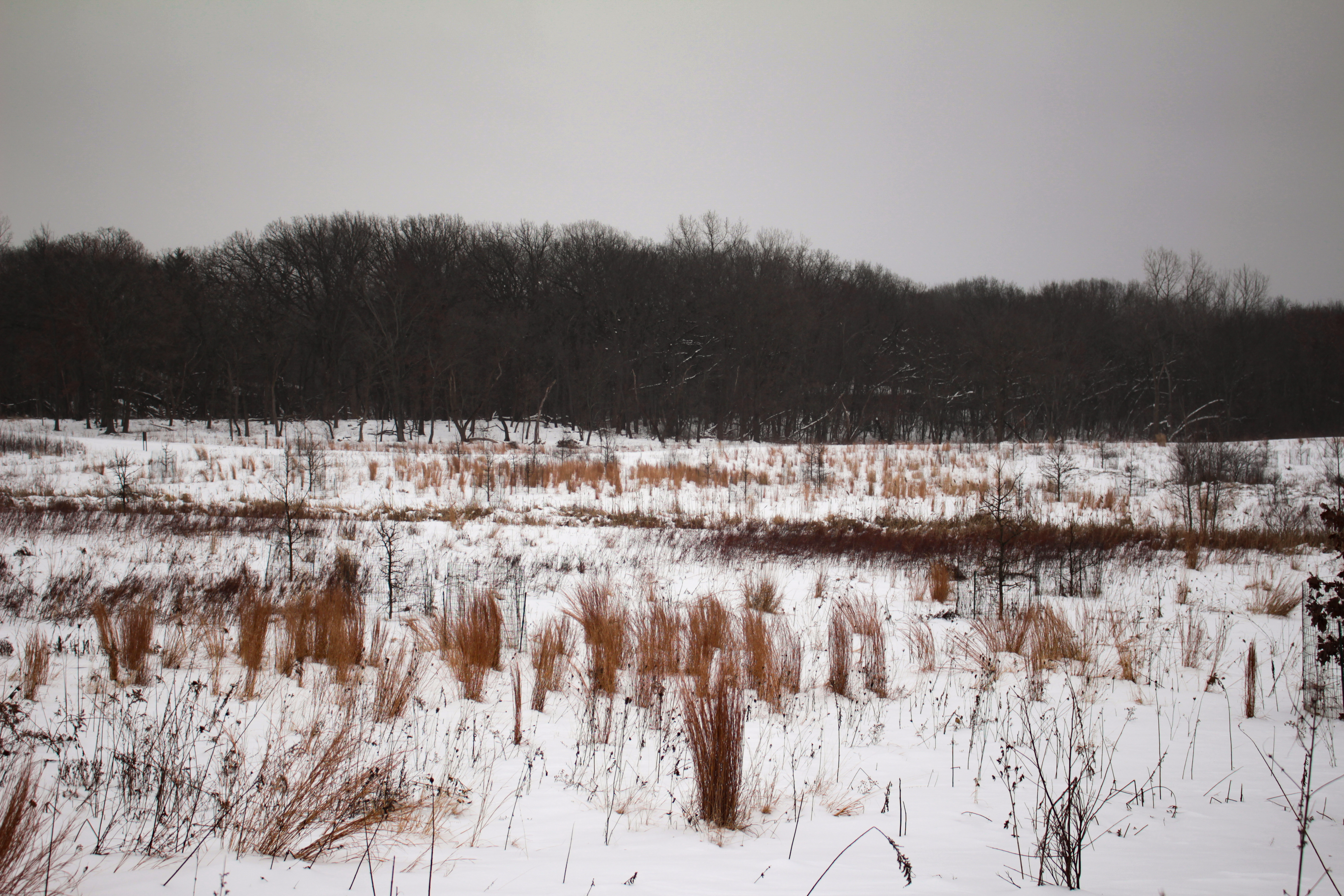 A snow-swept field at Heron Creek on January 22, 2019. Photo © Lake County Forest Preserves.