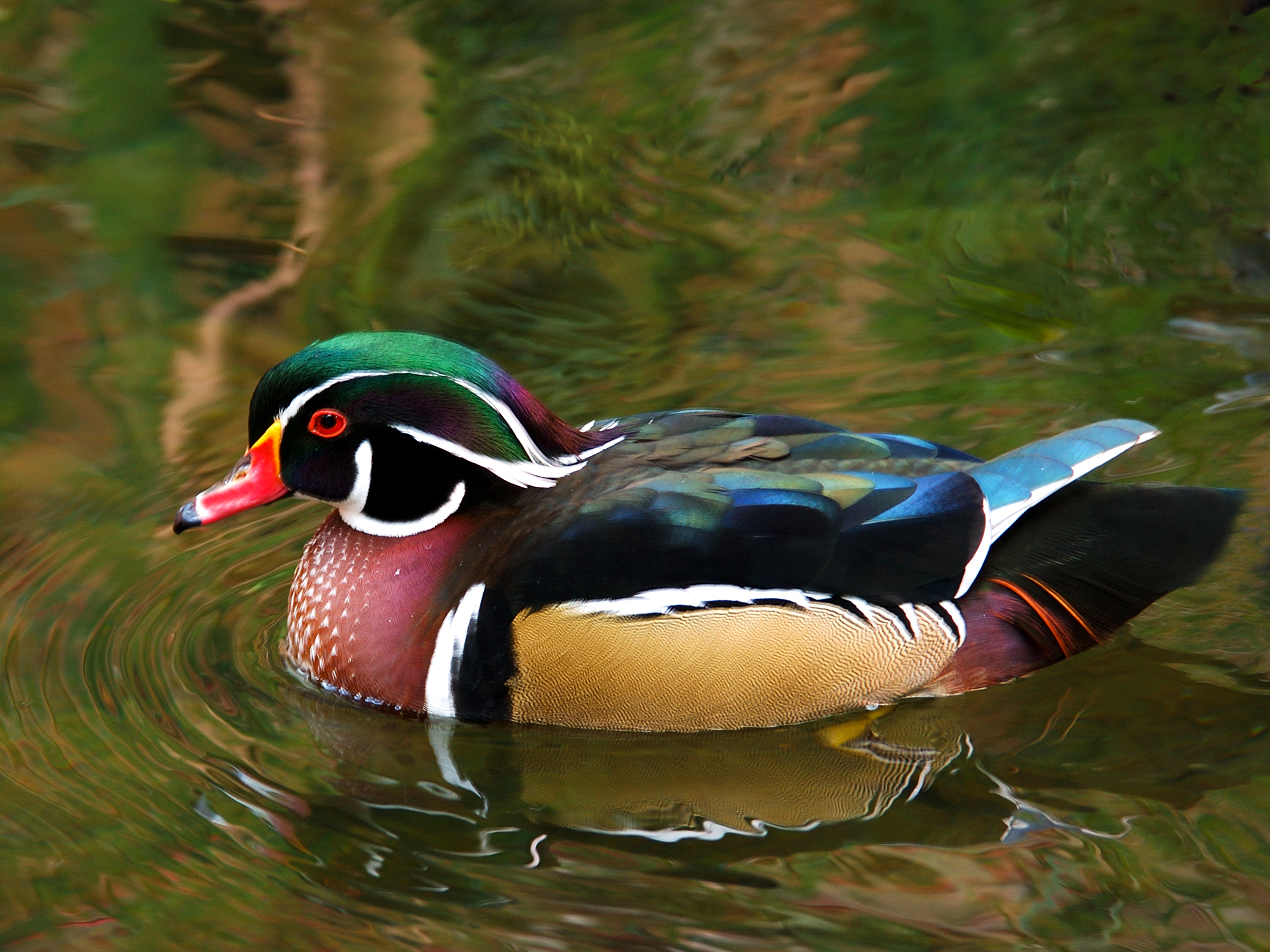 Male wood ducks are easily identifiable by their glossy green head, chestnut breast, and other vibrant colors. Stock photo © Lake County Forest Preserves. Male wood ducks are easily identifiable by their glossy green head, chestnut breast, and other vibrant colors. Stock photo © Lake County Forest Preserves.