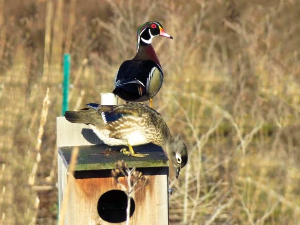 A female wood duck inspects a nest box while a male perches close by. Photo © Janis Stone.