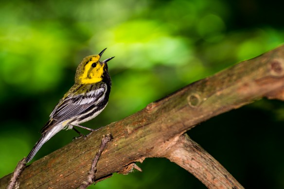 A black-throated green warbler sings on a branch. Stock photo © Lake County Forest Preserves.