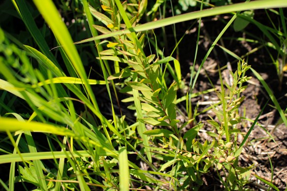The best common name of the day: bastard toadflax (pictured center). Photo © Lake County Forest Preserves.