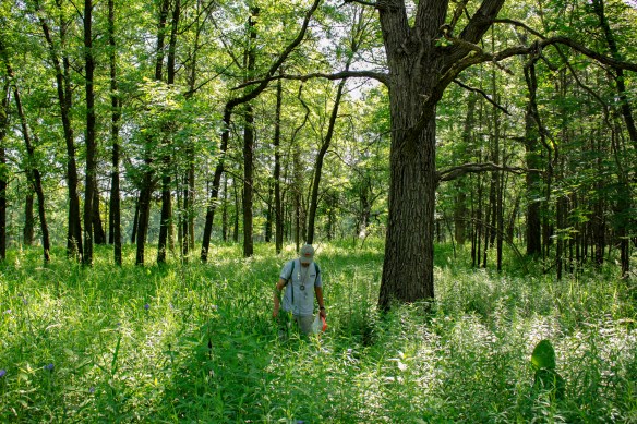 Remnant oak savanna is now one of the rarest ecosystems in the Midwest. Photo © Lake County Forest Preserves.