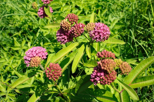 The flowers of purple milkweed stand out in the sunshine. Photo © Lake County Forest Preserves.