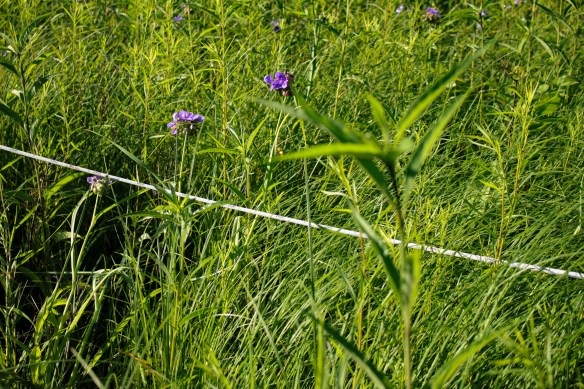 The tape measure stretches across a sedge meadow. Photo © Lake County Forest Preserves.