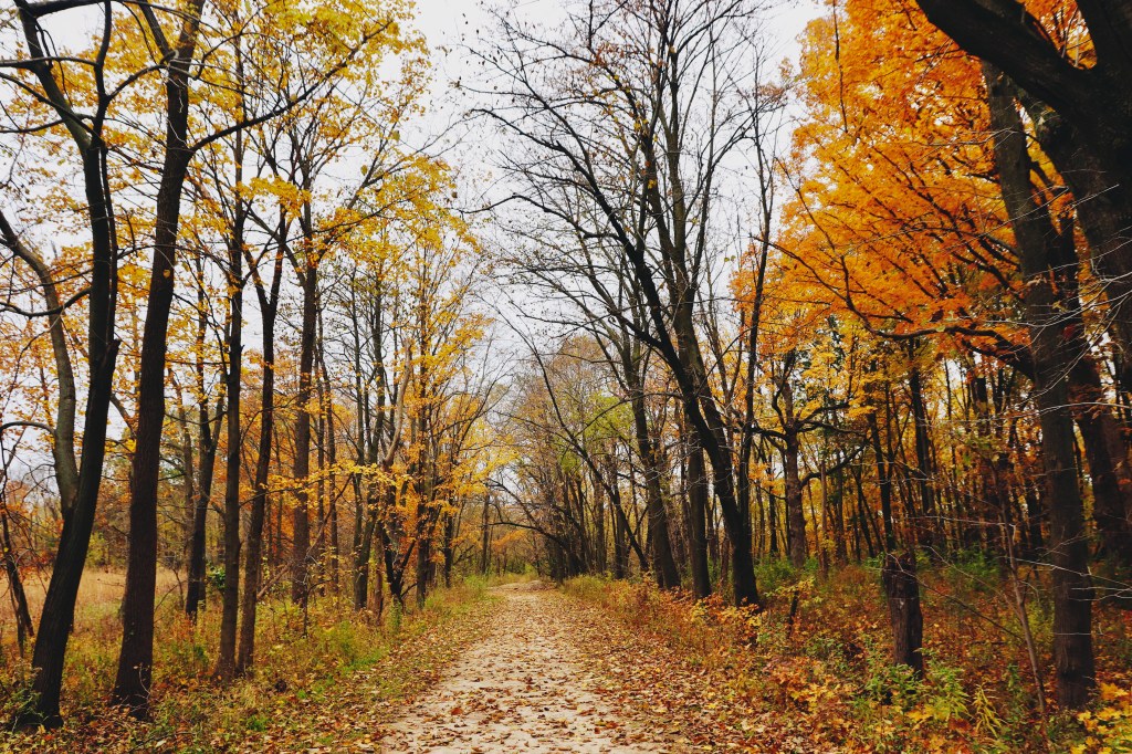 Fall color trail. Photo © Lynn Bulgrin.
