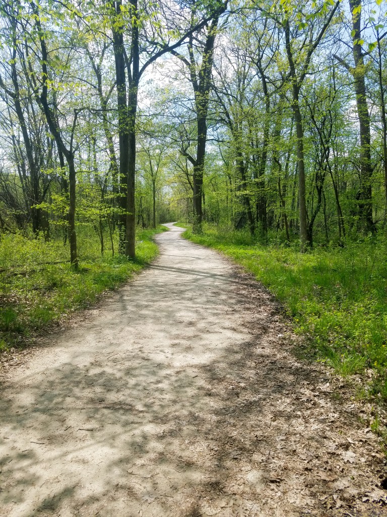 "Trail through the local woods." Photo © Dan Lloyd.