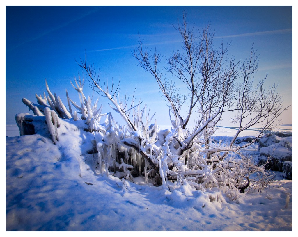 "Frozen Tree." Photo © Michelle Wendling.