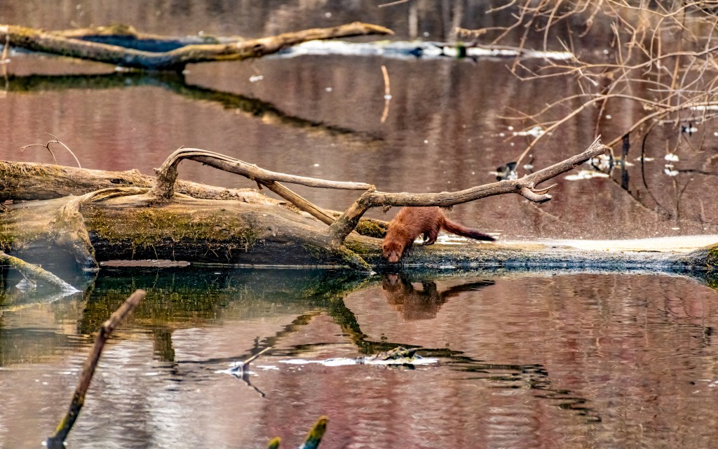 True to their semi-aquatic nature, minks split their time between land and water. Photo © John D. Kavc.