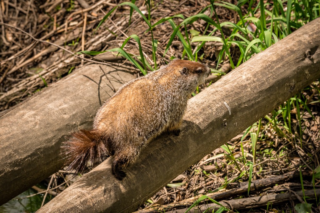 A groundhog walks across a fallen tree. Photo © Tim Elliott.