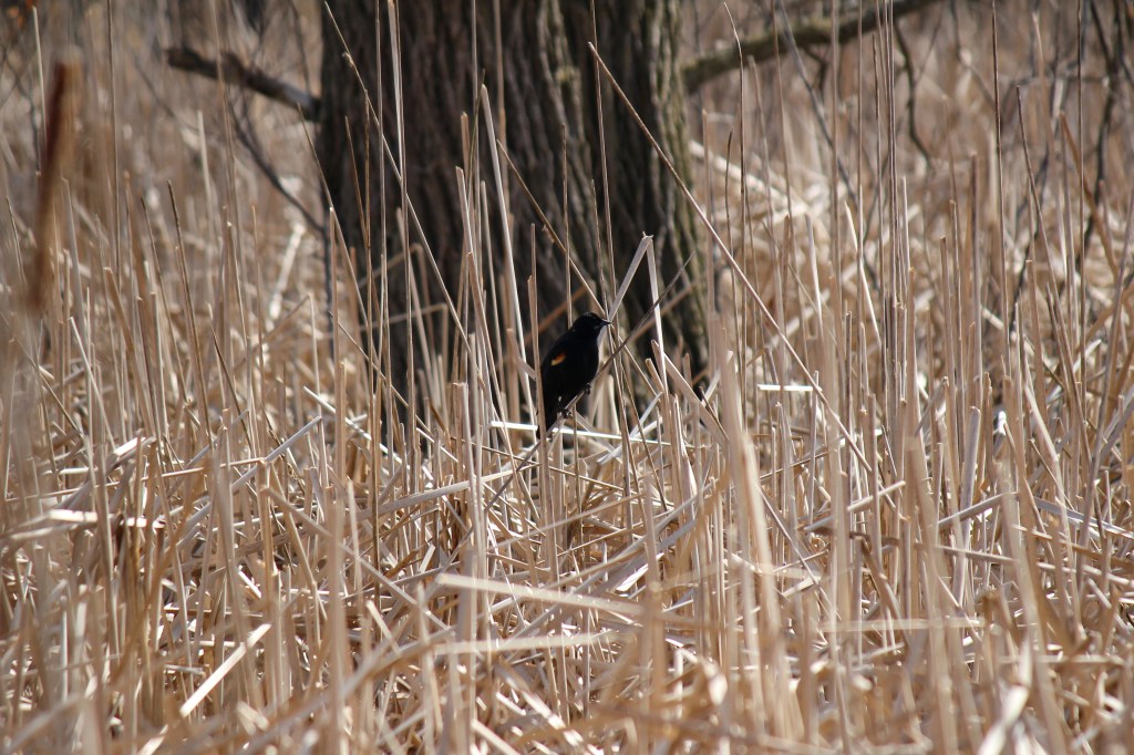 A red-winged blackbird perches in a wetland. Photo © Lake County Forest Preserves.