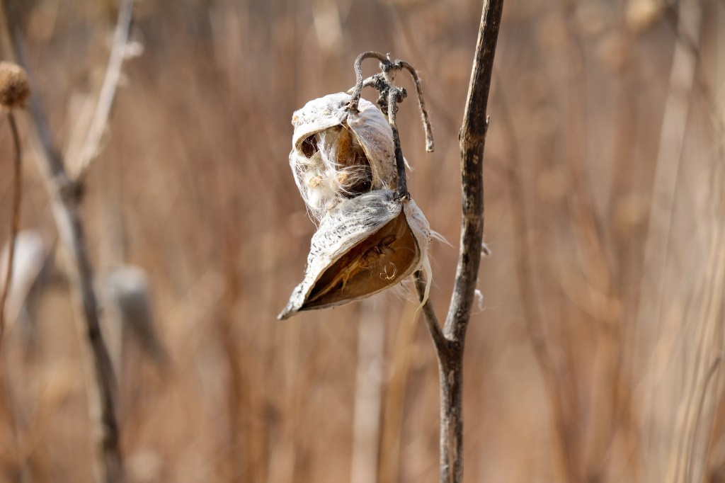 Milkweed seeds from last year hang onto their pods. Photo © Lake County Forest Preserves.