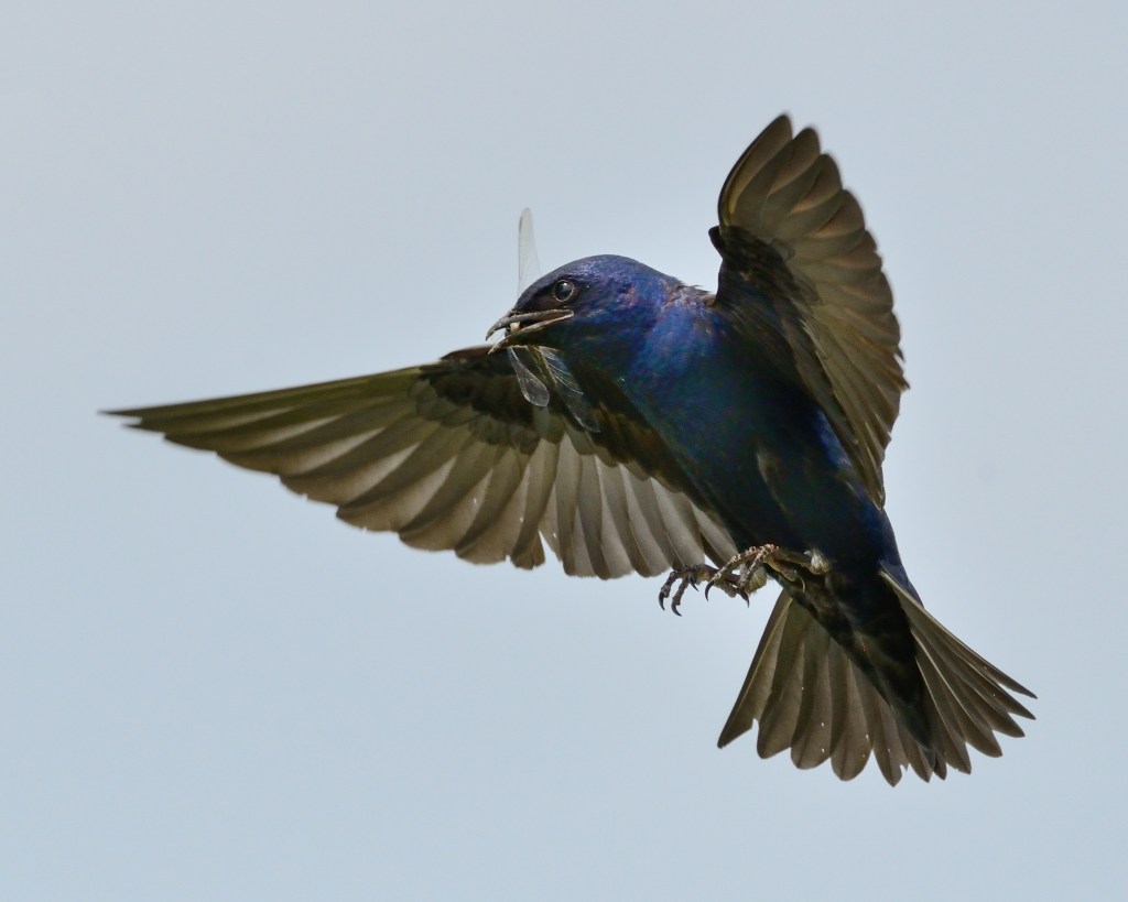 Among other prey, purple martins feast on dragonflies. Photo © Phil Hauck.