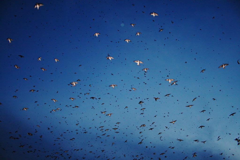 Purple martin roosts can contain hundreds or thousands of birds. Photo © Badbirdz Reloaded.