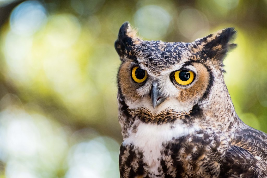 A portrait of a great horned owl. Stock photo.