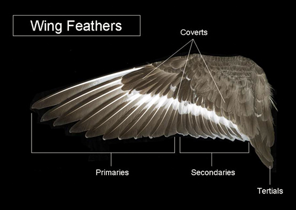 A visual comparison of the types of feathers found on the great horned owl (Bubo virginianus). Photo © U.S. Fish and Wildlife Service.