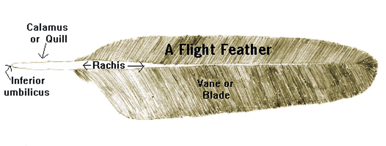 The anatomy of a flight feather. Photo © U.S. Fish and Wildlife Service.