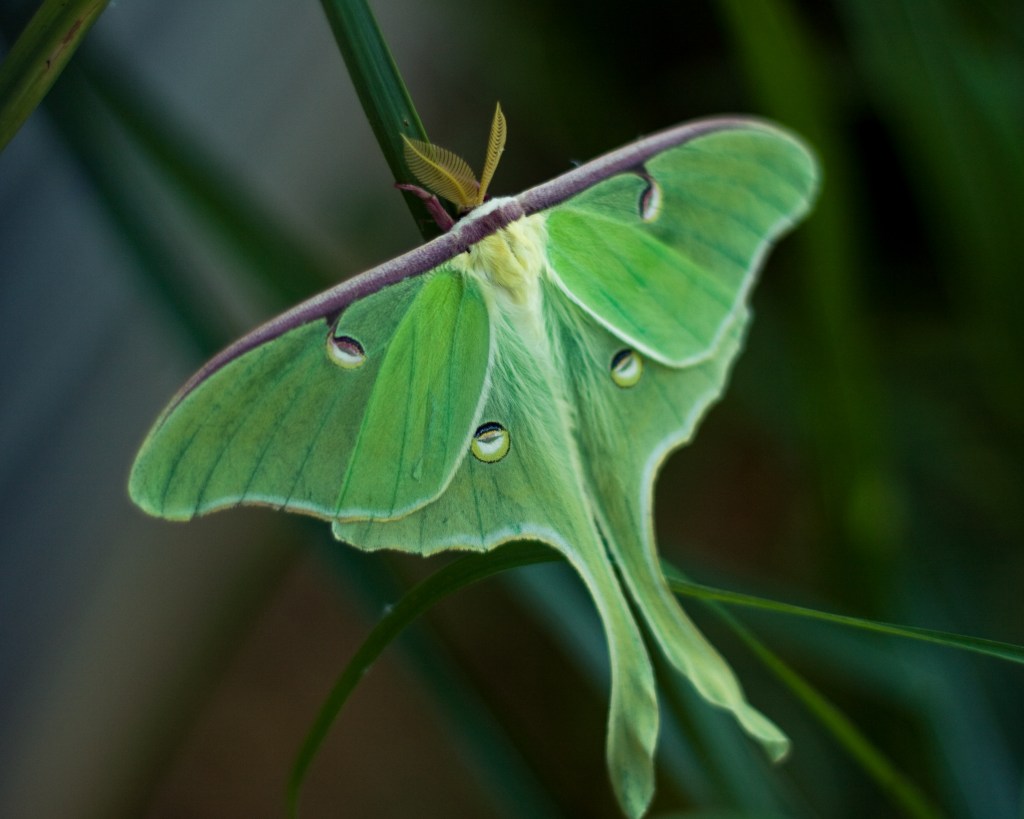 The bright green wings of the Luna moth (Actias luna) are instantly recognizable. Stock photo.