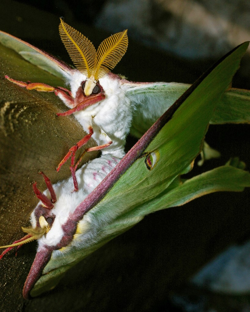 Two Luna moths mating. Note the male's large, feathery antennae. Stock photo.