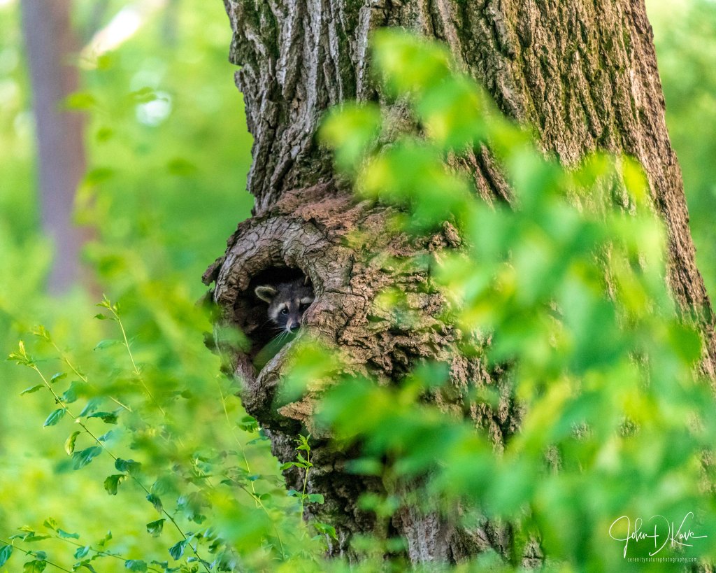 A raccoon (Procyon lotor) peeks out of its tree den. Photo © John D. Kavc.