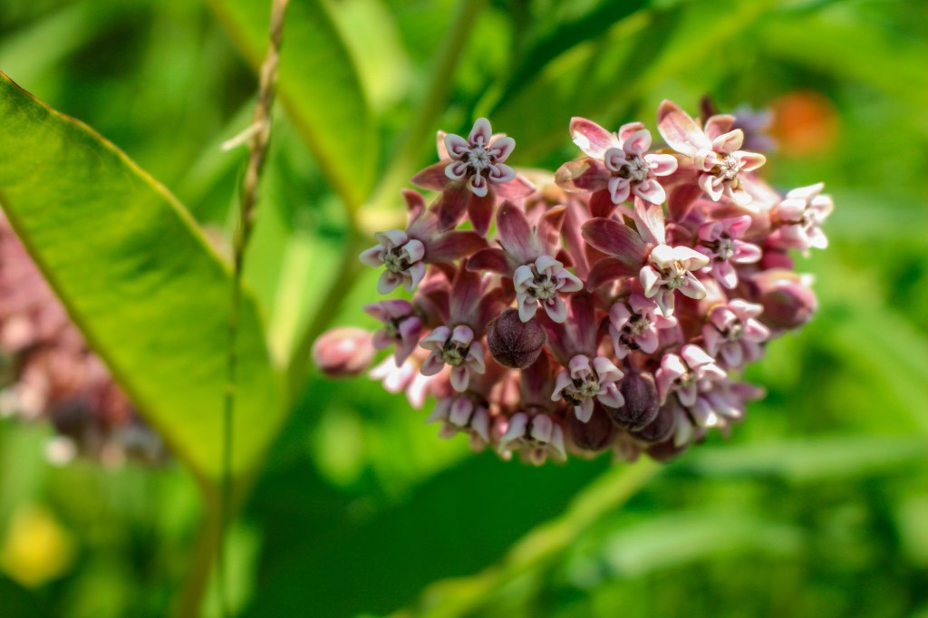 The beautiful flowerhead of common milkweed (Asclepias syriaca). Photo © Lake County Forest Preserves.