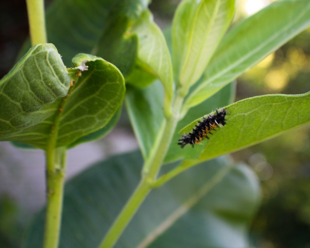 This milkweed tussock moth caterpillar (Euchaetes egle) is quite noticeable against its milkweed host. Photo © Allison Frederick.