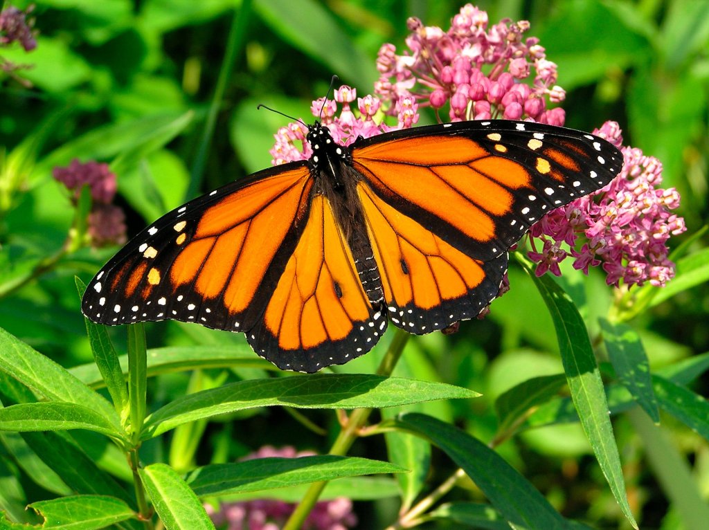 The monarch butterfly (Danaus plexippus), while iconic, isn't the only species that uses milkweed. Stock photo.