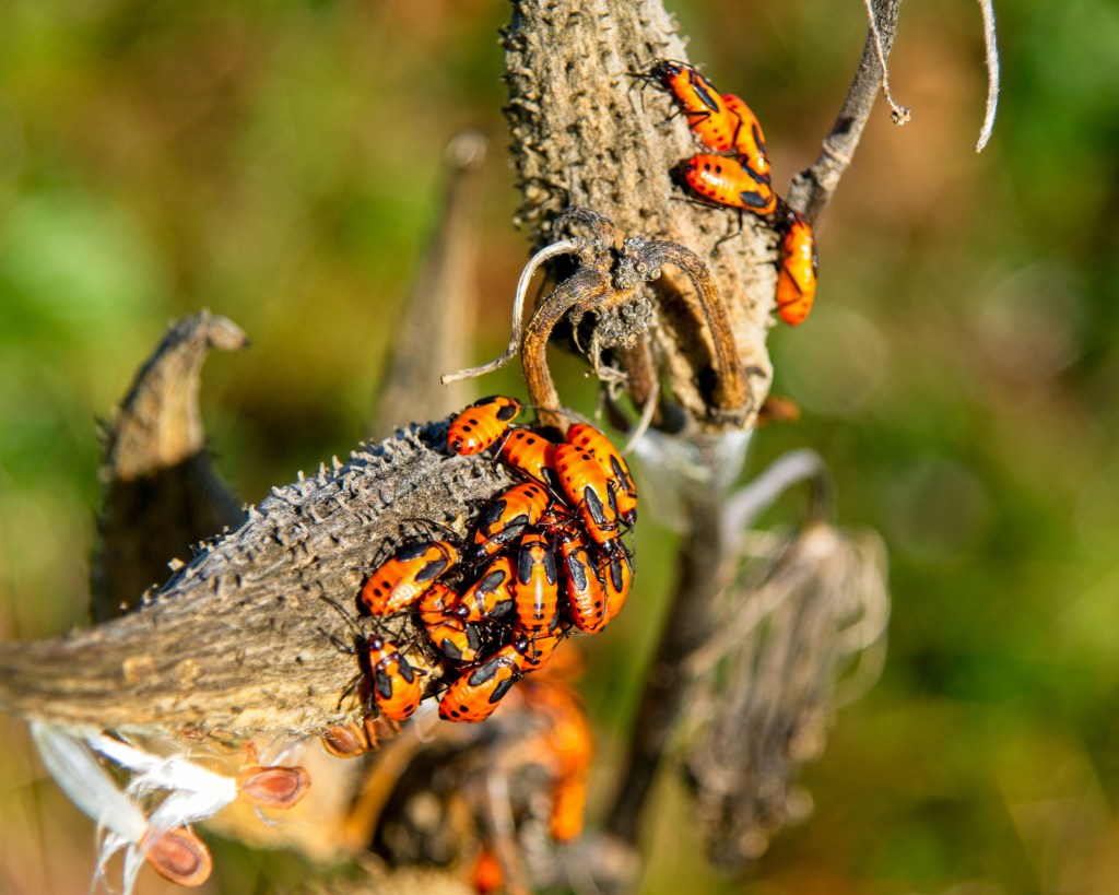 Large milkweed bugs (Oncopeltus fasciatus) feast on milkweed seed pods. Stock photo.