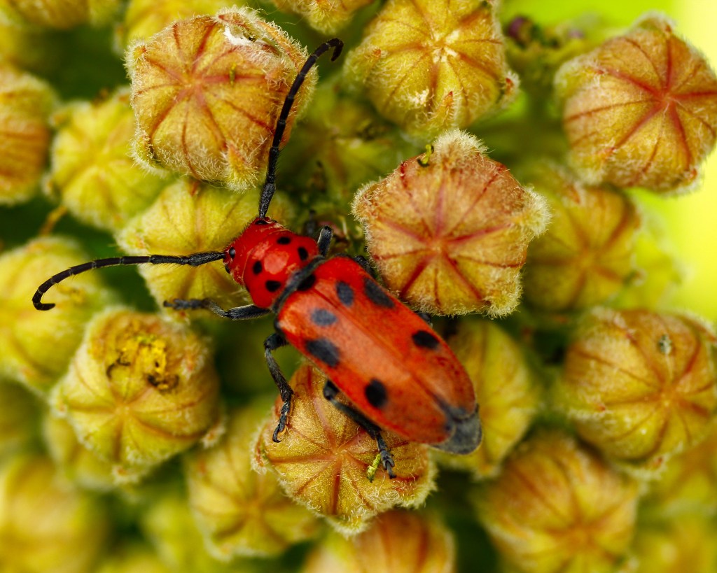 The black polka dots of the milkweed beetle (Tetraopes tetrophthalmus) are easily recognizable. Stock photo.