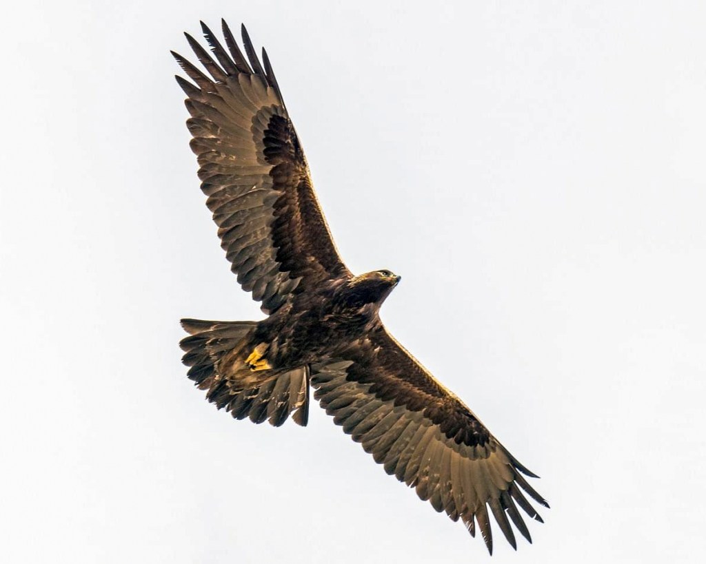 Golden eagle (Aquila chrysaetos). Photo © Jeff Bleam.