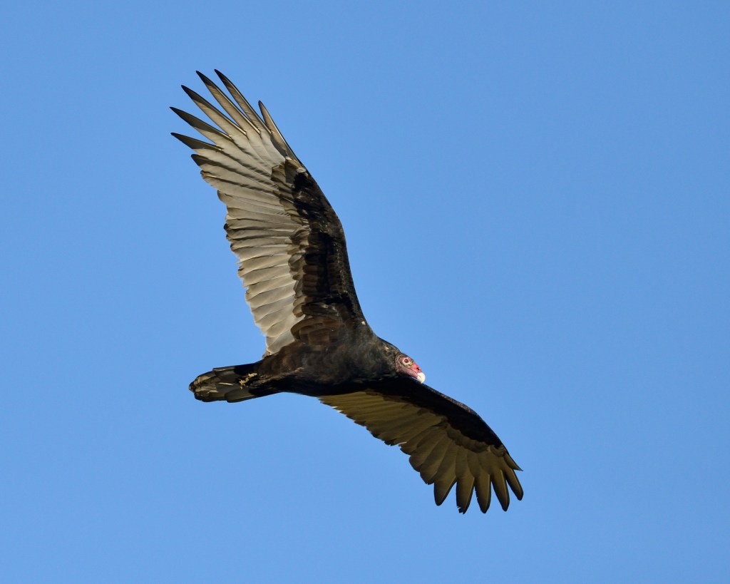 Turkey vulture (Cathartes aura). Photo © Phil Hauck.