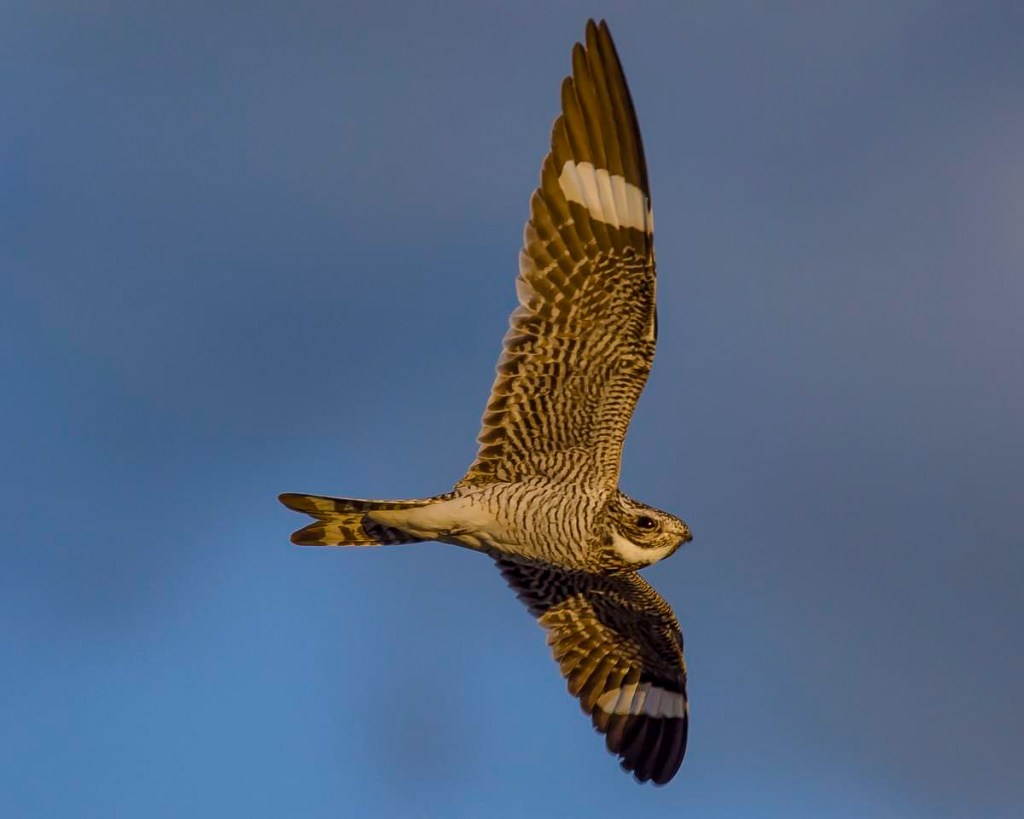 Common nighthawk (Chordeiles minor). Photo © Ronnie d'Entremont.