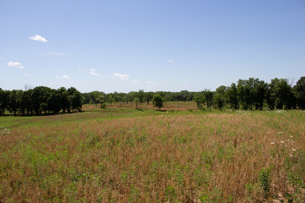 A portion of the research project area at Grant Woods. Photo © Lake County Forest Preserves.