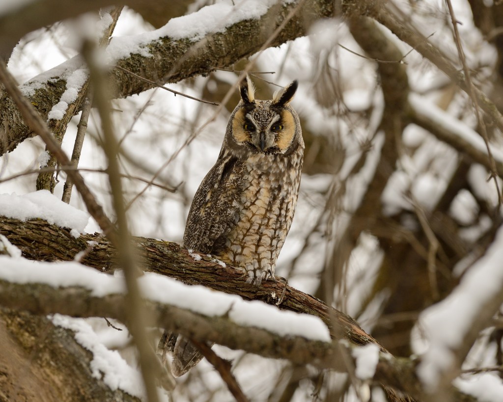 "Long-eared owl (Asio otus)." Photo © Phil Hauck.