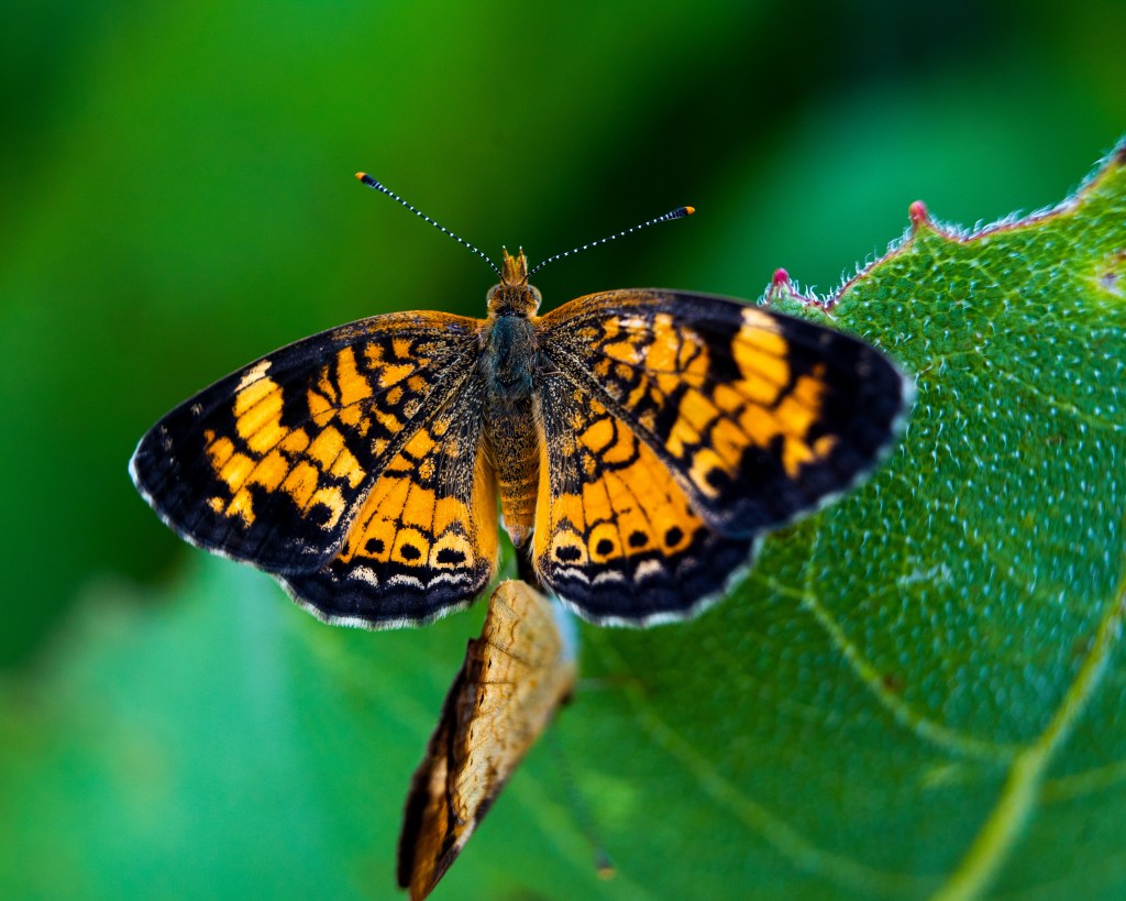 "Pearl crescent butterflies mating." Photo © Sean Anderson.
