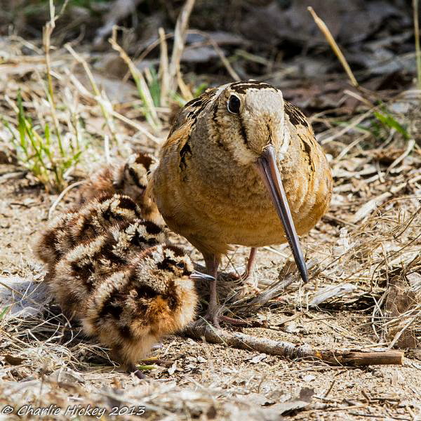 Woodcock chicks become fully independent from their mother at a month old. Photo © Charlie Hickey.