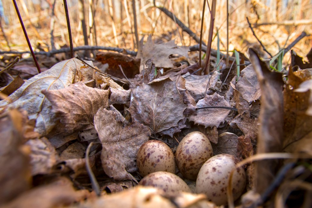 A clutch of woodcock eggs in a ground nest. Stock photo.