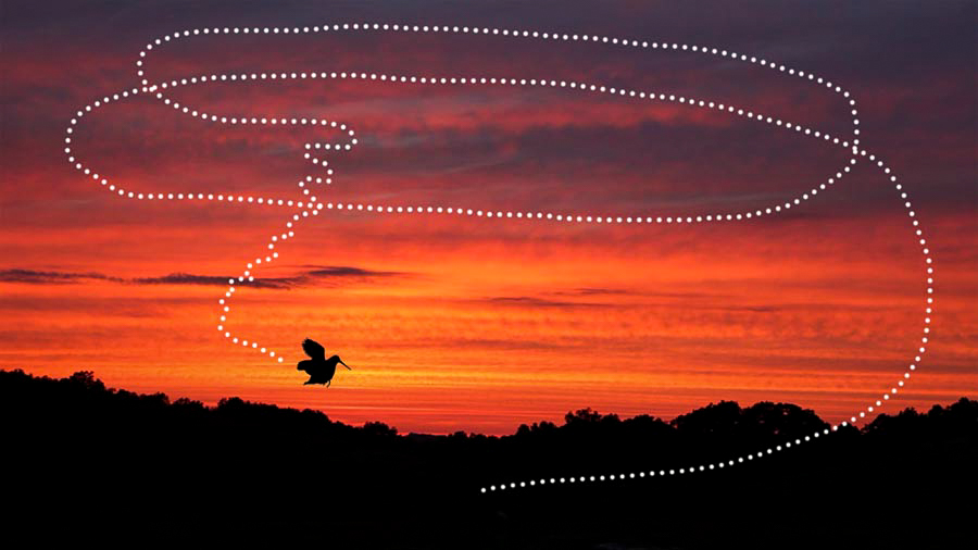 The typical flight pattern of a male woodcock during his aerial display. Photo © Lang Elliott.