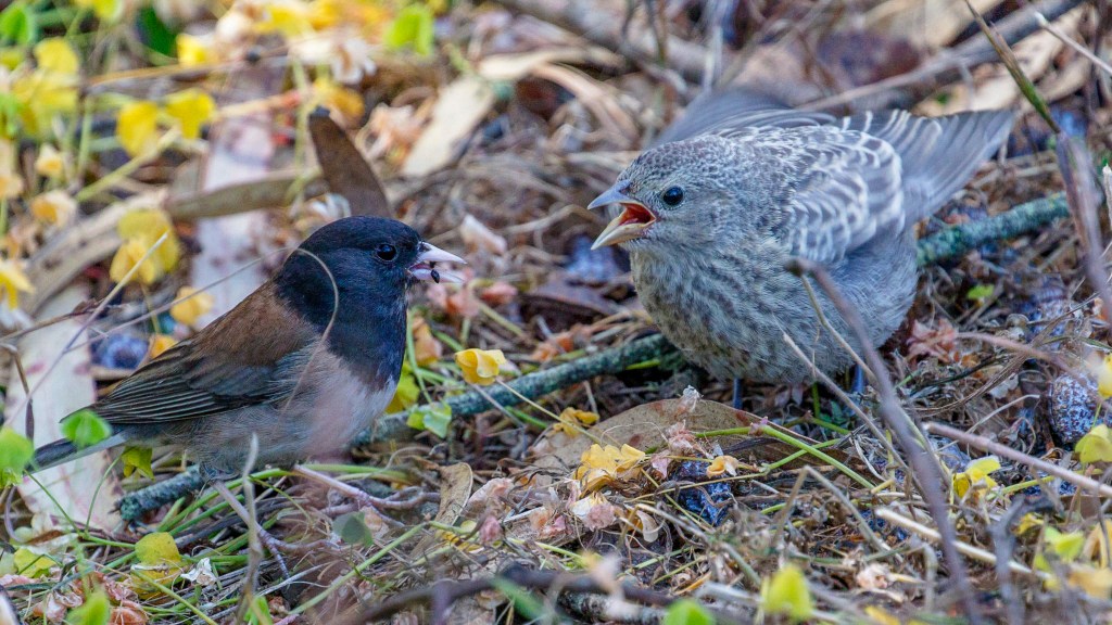 A dark-eyed junco (Junco hyemalis) feeds a cowbird chick. Photo © Bob Gunderson.
