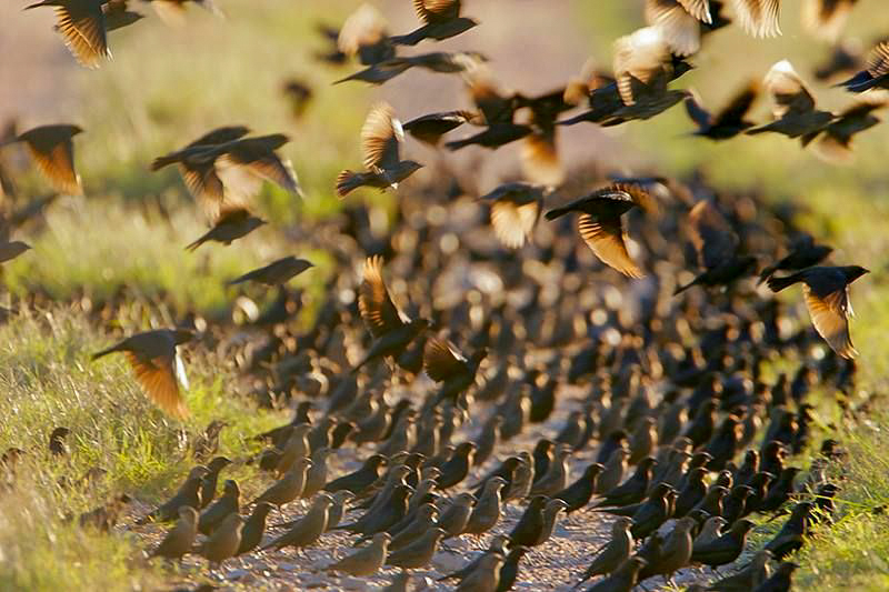 A flock of cowbirds. Photo © Greg Lavaty.