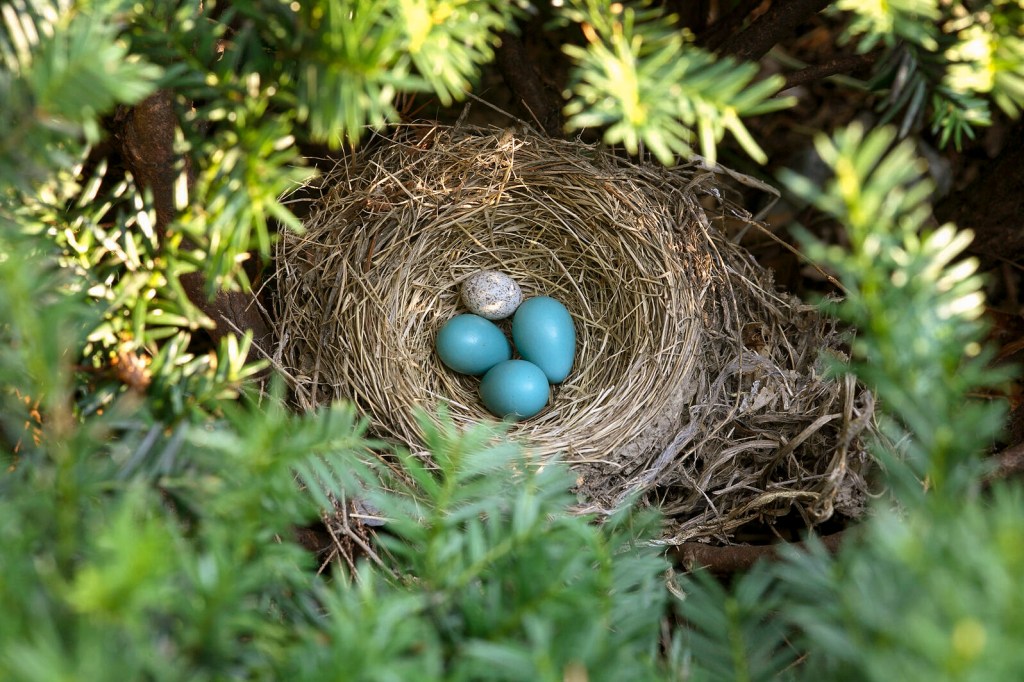 A cowbird egg waits to hatch among "adoptive" robin egg siblings. Photo © Ted Kinsman.