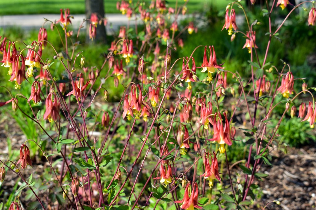 Wild columbine (Aquilegia canadensis) grows in the author's garden. Photo © Eileen Davis.