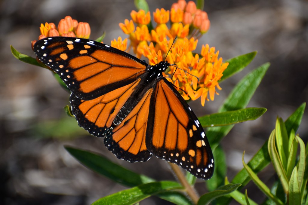 A monarch butterfly (Danaus plexippus) visits butterfly weed (Asclepias tuberosa). Photo © Eileen Davis.