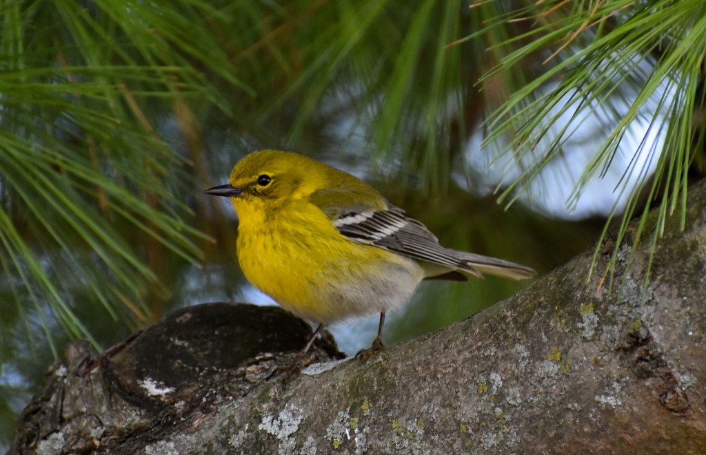 A pine warbler (Setophaga pinus) is always a treat to see. Photo © Eileen Davis.